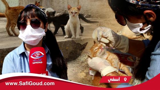 بالصوت والصورة: قطط آسفي في زمن كورونا