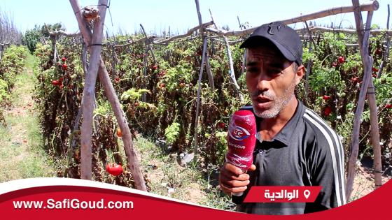 كورونا تعيق عملية تسويق المنتجات الفلاحية بالواليدية والفلاحة يتكبدون خسائر فادحة