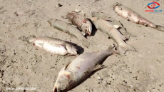 ‎أشنو واقع في البراج ديال الماء نواحي آسفي؟نفوق عدد كبير من الأسماك وغموض يلف حقيقة المشهد الصادم!؟