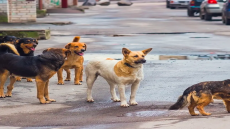 مسؤول في وزارة الداخلية: “الأخبار التي تتحدث عن خطة للقضاء على 3 ملايين من الكلاب الضالة قبل كأس العالم 2030 تفتقد لأي أساس”