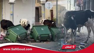 فيديو : هنا آسفي…التنمية الحقيقية اللي دارها العمدة البداوي لمدينة آسفي