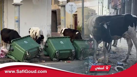 فيديو : هنا آسفي…التنمية الحقيقية اللي دارها العمدة البداوي لمدينة آسفي