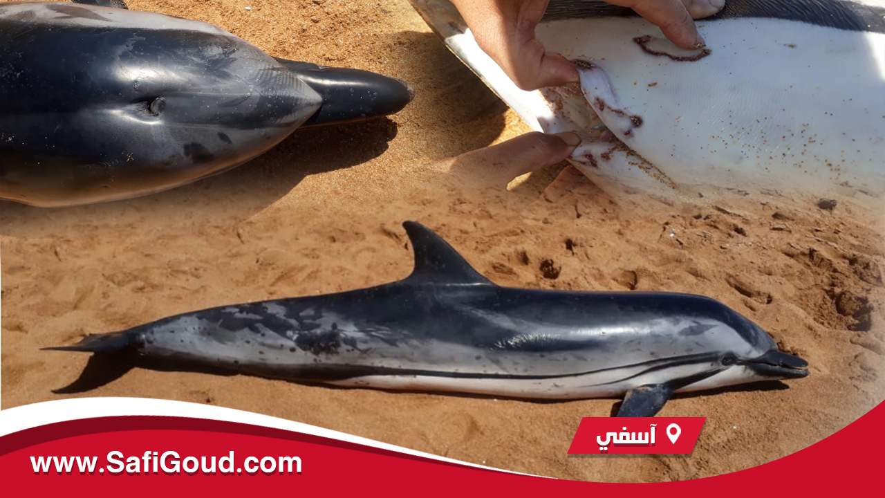 يزن 146 ملغ…نفوق حوت ضخم قرب شاطئ لالة فاطنة