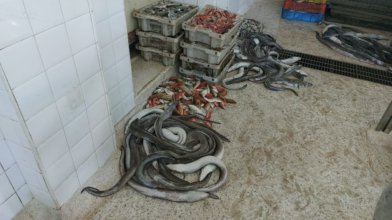 صور صادمة..ها كيفاش كيتباع الحوت بسوق الصويرية النموذجي واللي خاسرة عليه مديرية الصيد البحري أموال طائلة