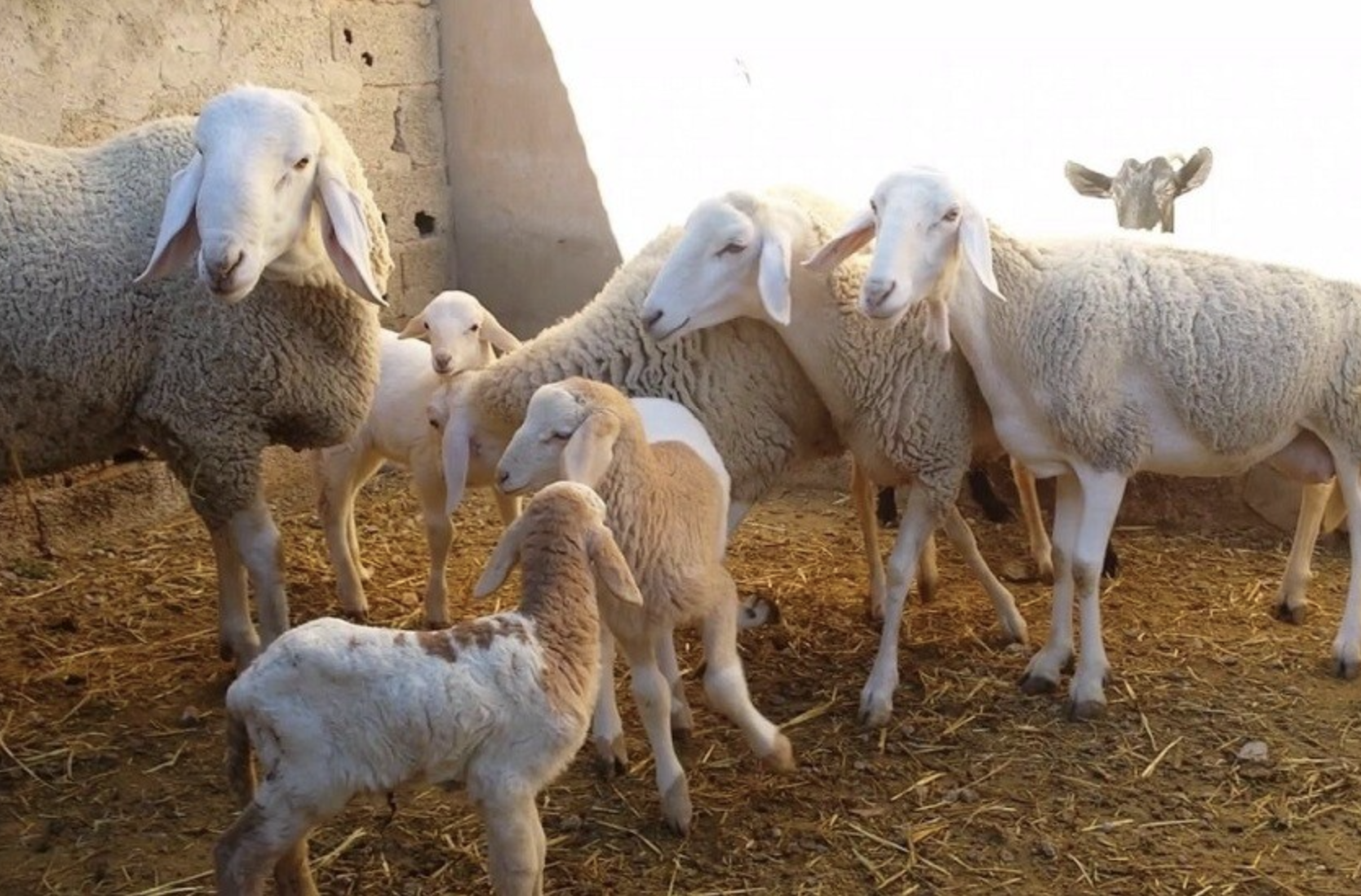 بهدف الحفاظ على القطيع الوطني.. منع ذبح إناث الأغنام والماعز بالمغرب لمدة عام
