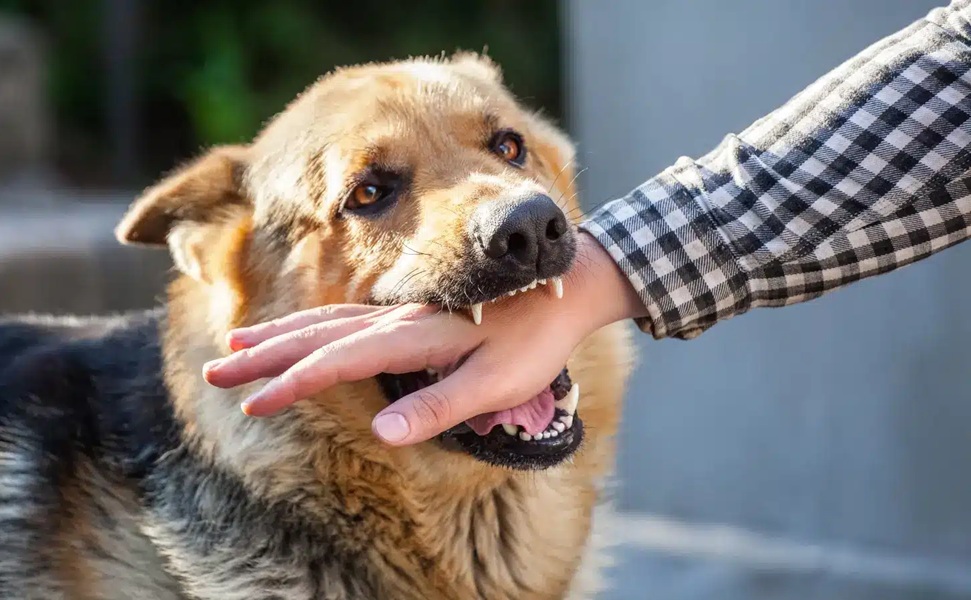 33 حالة وفاة بالسعار وأكثر من 100 ألف حالة عض وخدش ناجمة عن الكلاب الضالة..وزارة الداخلية تنشئ أكثر من 20 مركزاً مخصصاً للحيوانات الضالة إلى غاية غشت الماضي