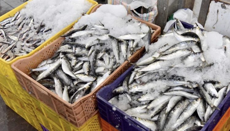 اليوم السبت..تفريغ 367 طنا من الأسماك بميناء آسفي، من بينها حوالي 255 طنا من سمك السردين